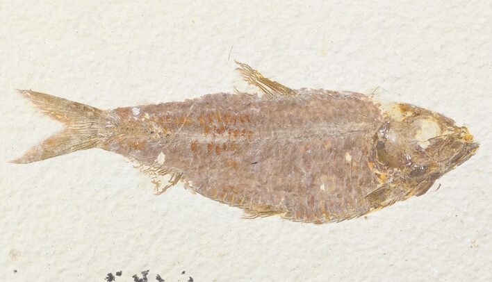 Detailed Knightia Fossil Fish - Wyoming #48174